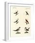 Different Kinds of Shrikes-null-Framed Giclee Print