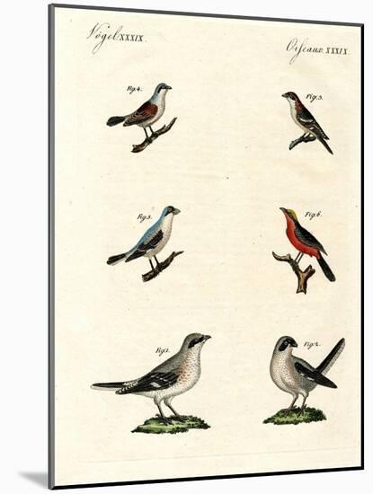 Different Kinds of Shrikes-null-Mounted Giclee Print