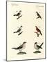 Different Kinds of Shrikes-null-Mounted Giclee Print