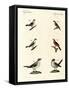 Different Kinds of Shrikes-null-Framed Stretched Canvas