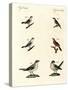 Different Kinds of Shrikes-null-Stretched Canvas