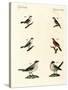Different Kinds of Shrikes-null-Stretched Canvas
