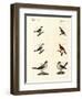 Different Kinds of Shrikes-null-Framed Giclee Print