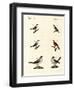 Different Kinds of Shrikes-null-Framed Giclee Print