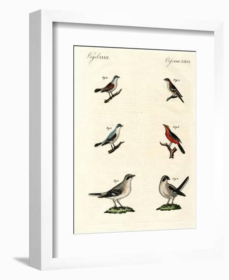 Different Kinds of Shrikes-null-Framed Giclee Print