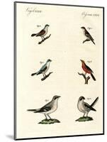 Different Kinds of Shrikes-null-Mounted Giclee Print