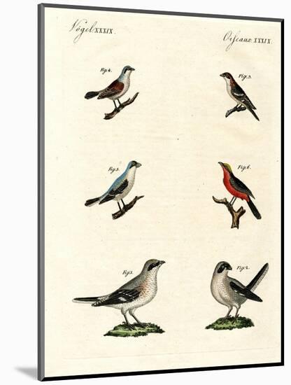Different Kinds of Shrikes-null-Mounted Giclee Print