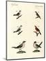 Different Kinds of Shrikes-null-Mounted Giclee Print