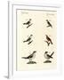 Different Kinds of Shrikes-null-Framed Giclee Print