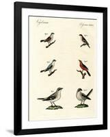 Different Kinds of Shrikes-null-Framed Giclee Print