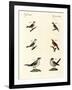 Different Kinds of Shrikes-null-Framed Giclee Print