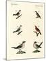 Different Kinds of Shrikes-null-Mounted Giclee Print