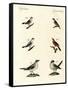 Different Kinds of Shrikes-null-Framed Stretched Canvas
