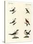 Different Kinds of Shrikes-null-Stretched Canvas