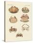Different Kinds of Shrimps and Crabs-null-Stretched Canvas