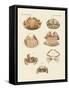 Different Kinds of Shrimps and Crabs-null-Framed Stretched Canvas