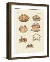 Different Kinds of Shrimps and Crabs-null-Framed Giclee Print