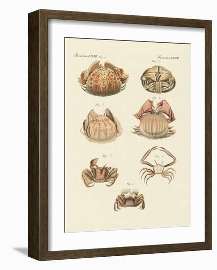 Different Kinds of Shrimps and Crabs-null-Framed Giclee Print