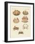 Different Kinds of Shrimps and Crabs-null-Framed Giclee Print