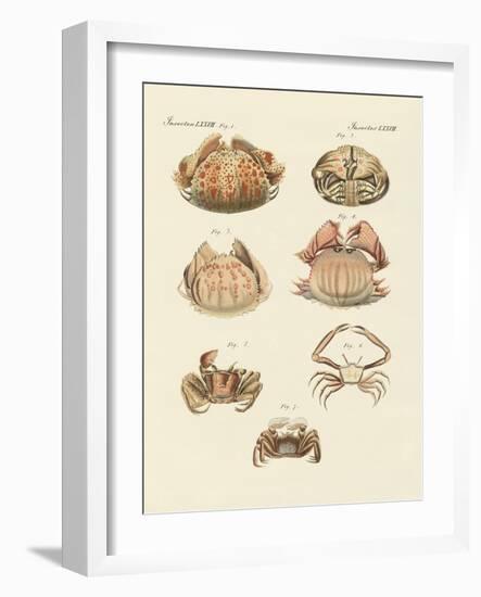 Different Kinds of Shrimps and Crabs-null-Framed Giclee Print