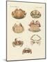 Different Kinds of Shrimps and Crabs-null-Mounted Giclee Print