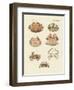 Different Kinds of Shrimps and Crabs-null-Framed Premium Giclee Print