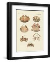 Different Kinds of Shrimps and Crabs-null-Framed Premium Giclee Print