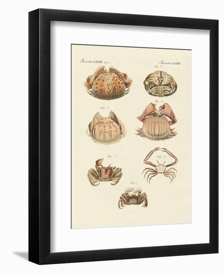 Different Kinds of Shrimps and Crabs-null-Framed Premium Giclee Print