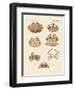 Different Kinds of Shrimps and Crabs-null-Framed Premium Giclee Print