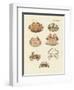 Different Kinds of Shrimps and Crabs-null-Framed Premium Giclee Print