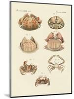 Different Kinds of Shrimps and Crabs-null-Mounted Premium Giclee Print