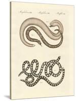 Different Kinds of Snake-null-Stretched Canvas