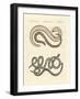 Different Kinds of Snake-null-Framed Giclee Print