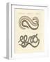 Different Kinds of Snake-null-Framed Giclee Print