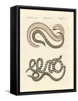 Different Kinds of Snake-null-Framed Stretched Canvas