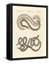 Different Kinds of Snake-null-Framed Stretched Canvas