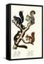 Different Kinds of Squirrels, 1824-Karl Joseph Brodtmann-Framed Stretched Canvas