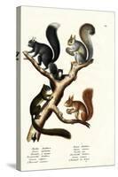 Different Kinds of Squirrels, 1824-Karl Joseph Brodtmann-Stretched Canvas