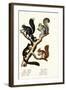 Different Kinds of Squirrels, 1824-Karl Joseph Brodtmann-Framed Giclee Print