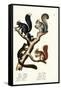 Different Kinds of Squirrels, 1824-Karl Joseph Brodtmann-Framed Stretched Canvas