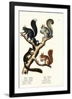 Different Kinds of Squirrels, 1824-Karl Joseph Brodtmann-Framed Giclee Print