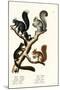 Different Kinds of Squirrels, 1824-Karl Joseph Brodtmann-Mounted Giclee Print
