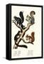 Different Kinds of Squirrels, 1824-Karl Joseph Brodtmann-Framed Stretched Canvas