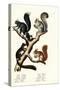 Different Kinds of Squirrels, 1824-Karl Joseph Brodtmann-Stretched Canvas