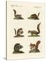 Different Kinds of Squirrels-null-Stretched Canvas