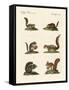 Different Kinds of Squirrels-null-Framed Stretched Canvas