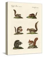 Different Kinds of Squirrels-null-Stretched Canvas