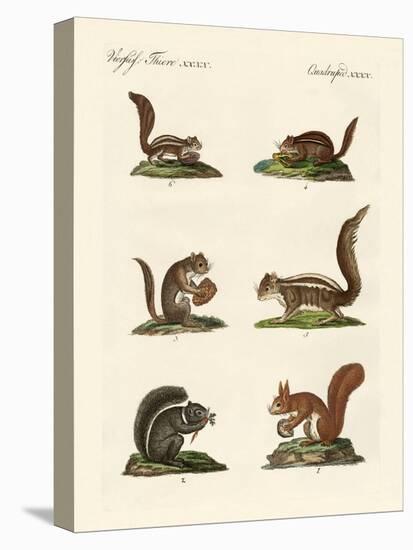 Different Kinds of Squirrels-null-Stretched Canvas