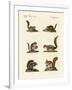 Different Kinds of Squirrels-null-Framed Giclee Print