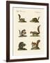 Different Kinds of Squirrels-null-Framed Giclee Print